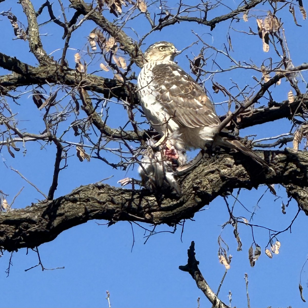 Cooper's Hawk - ML646833970