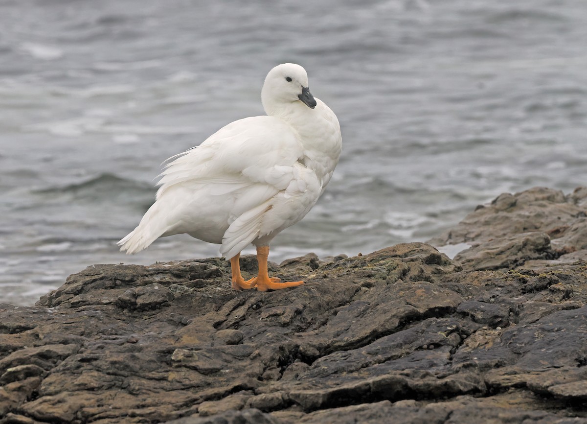 Kelp Goose - ML646833971