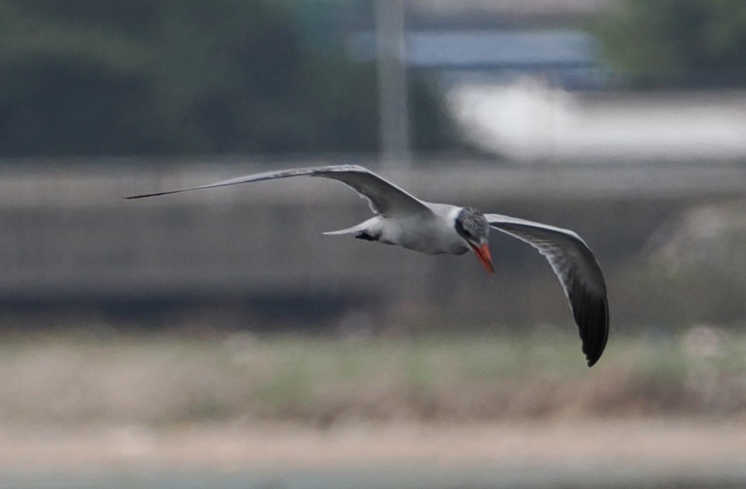 Caspian Tern - ML646833972