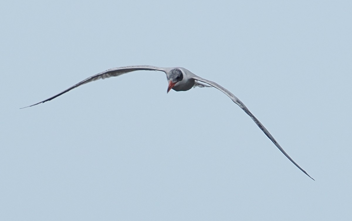 Caspian Tern - ML646833973