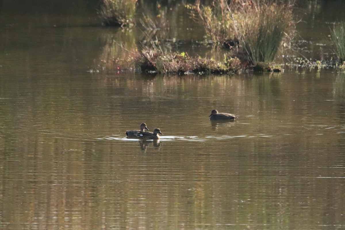 Boz Ördek - ML646833974