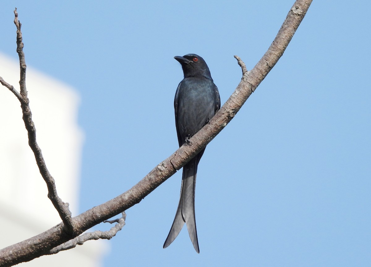 Ashy Drongo - ML646833975
