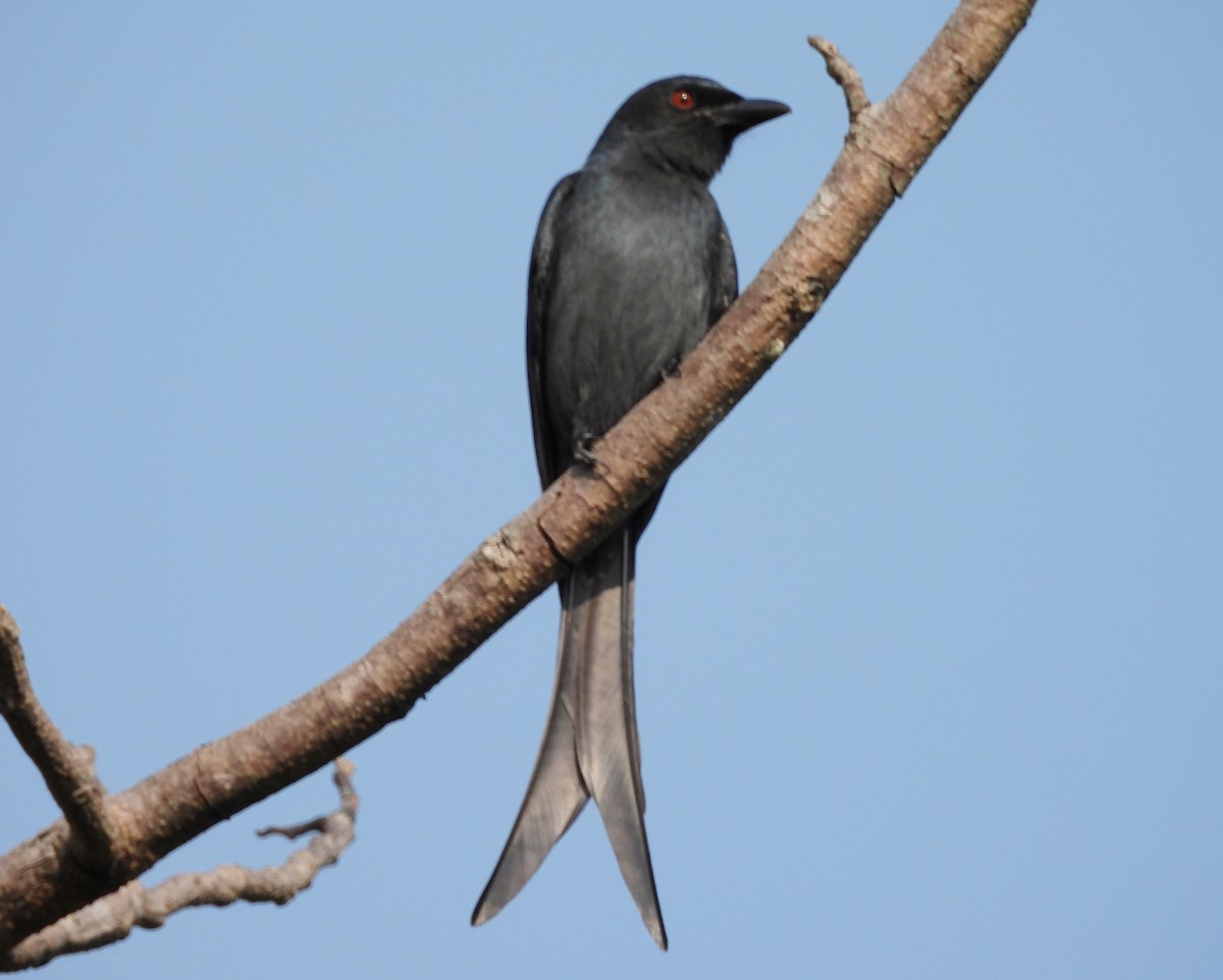 Ashy Drongo - ML646833976