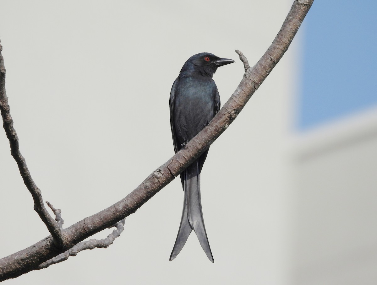 Ashy Drongo - ML646833977