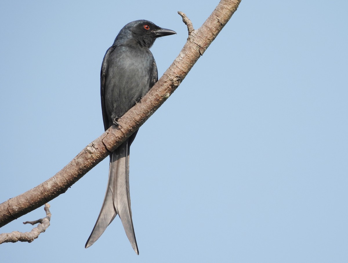 Ashy Drongo - ML646833978