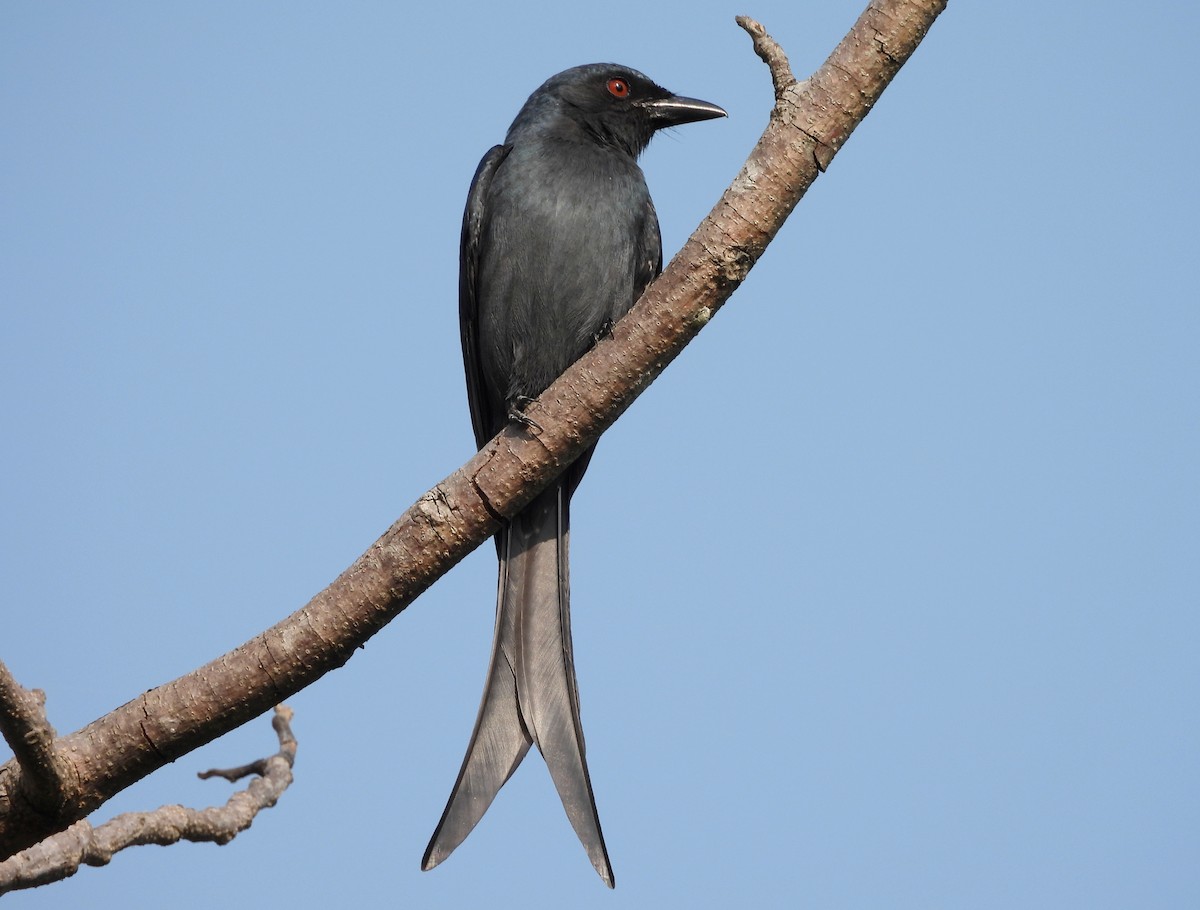 Ashy Drongo - ML646833979