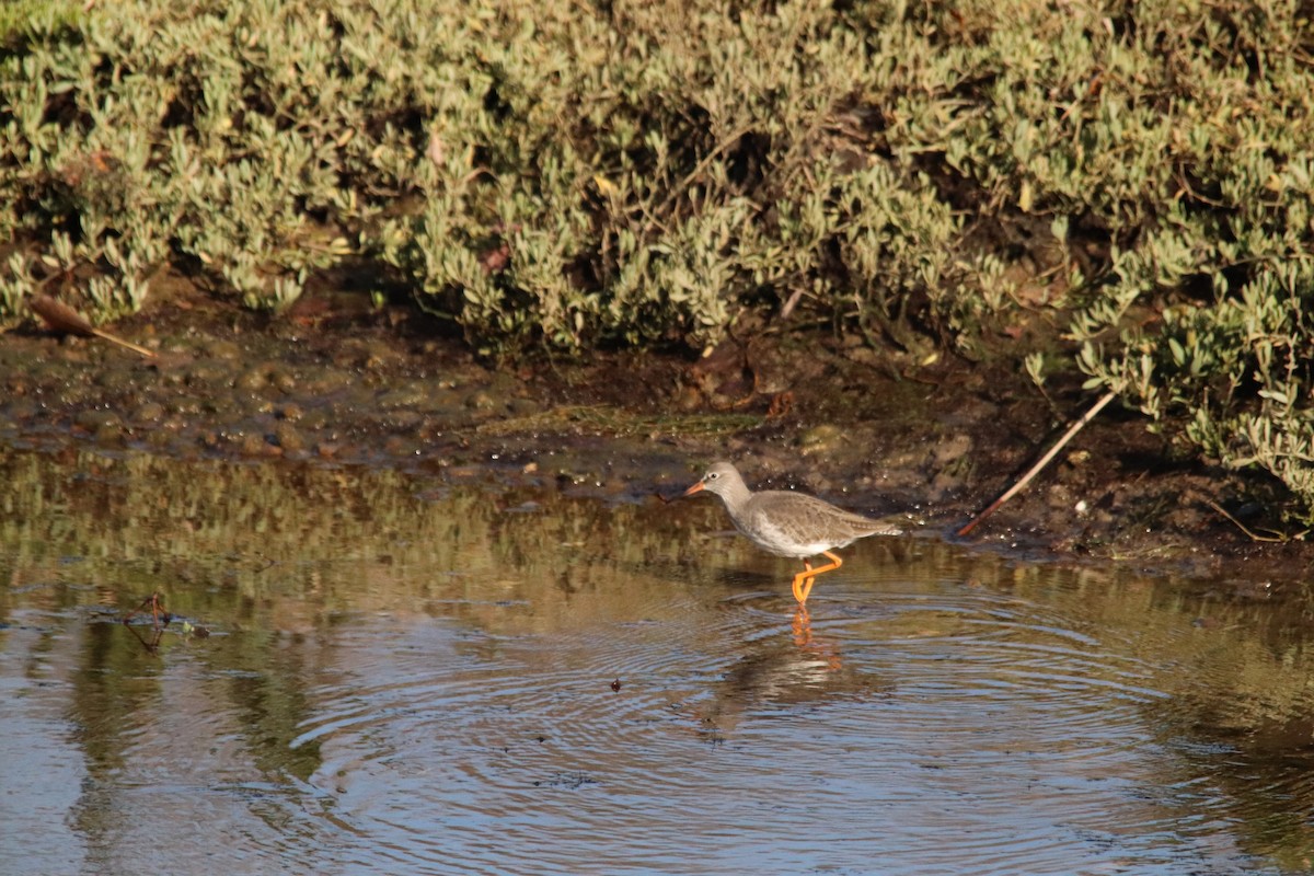 Kızılbacak - ML646833982