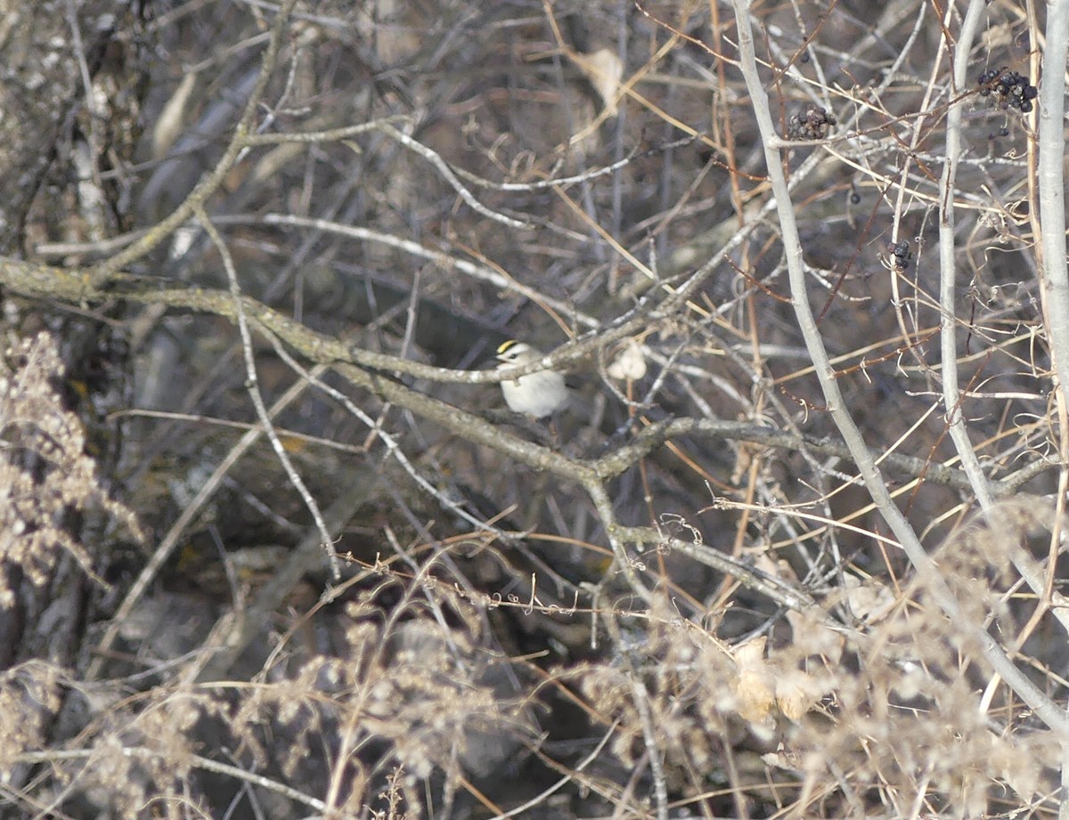 Золотоголовый королёк - ML646833983