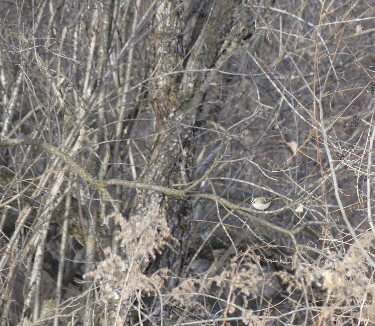 Золотоголовый королёк - ML646833984