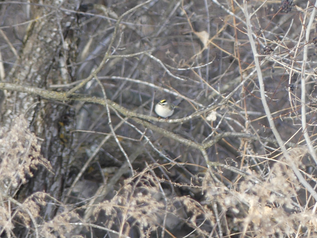 Золотоголовый королёк - ML646833985