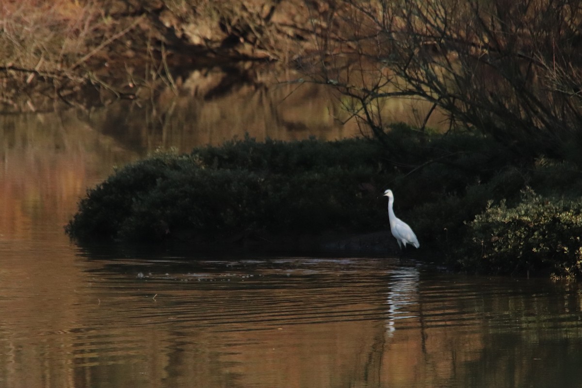 Küçük Ak Balıkçıl - ML646833987