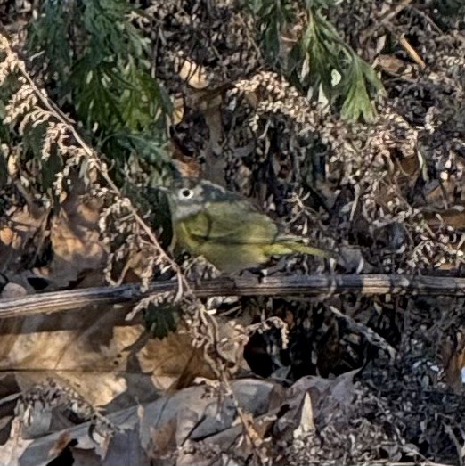 Rubinfleck-Waldsänger - ML646833988