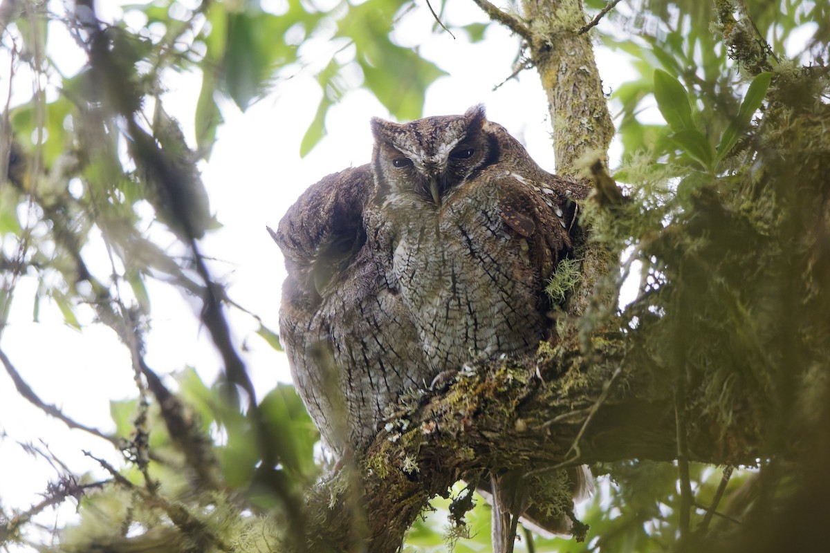 スピックスコノハズク - ML646833989