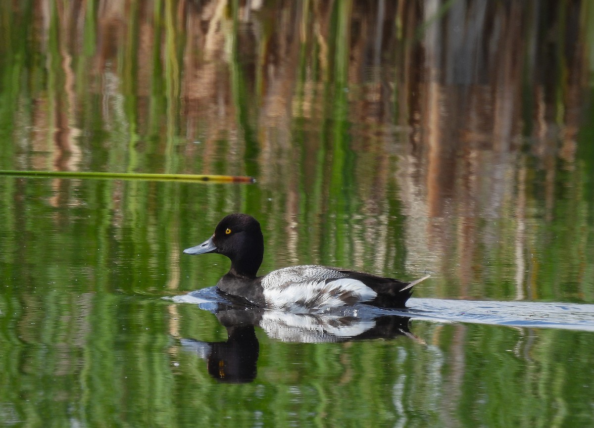 コスズガモ - ML646833990