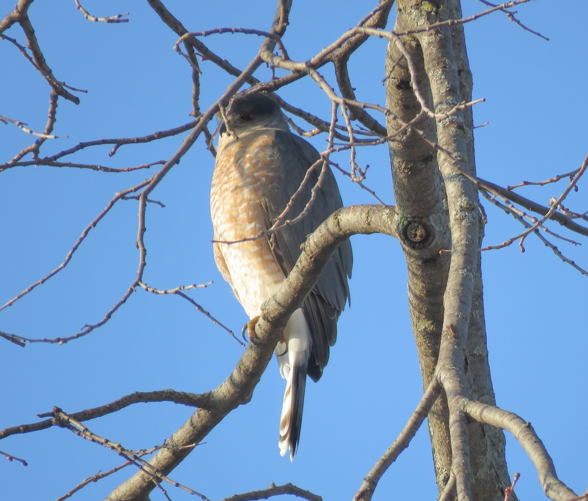Cooper's Hawk - ML646833991