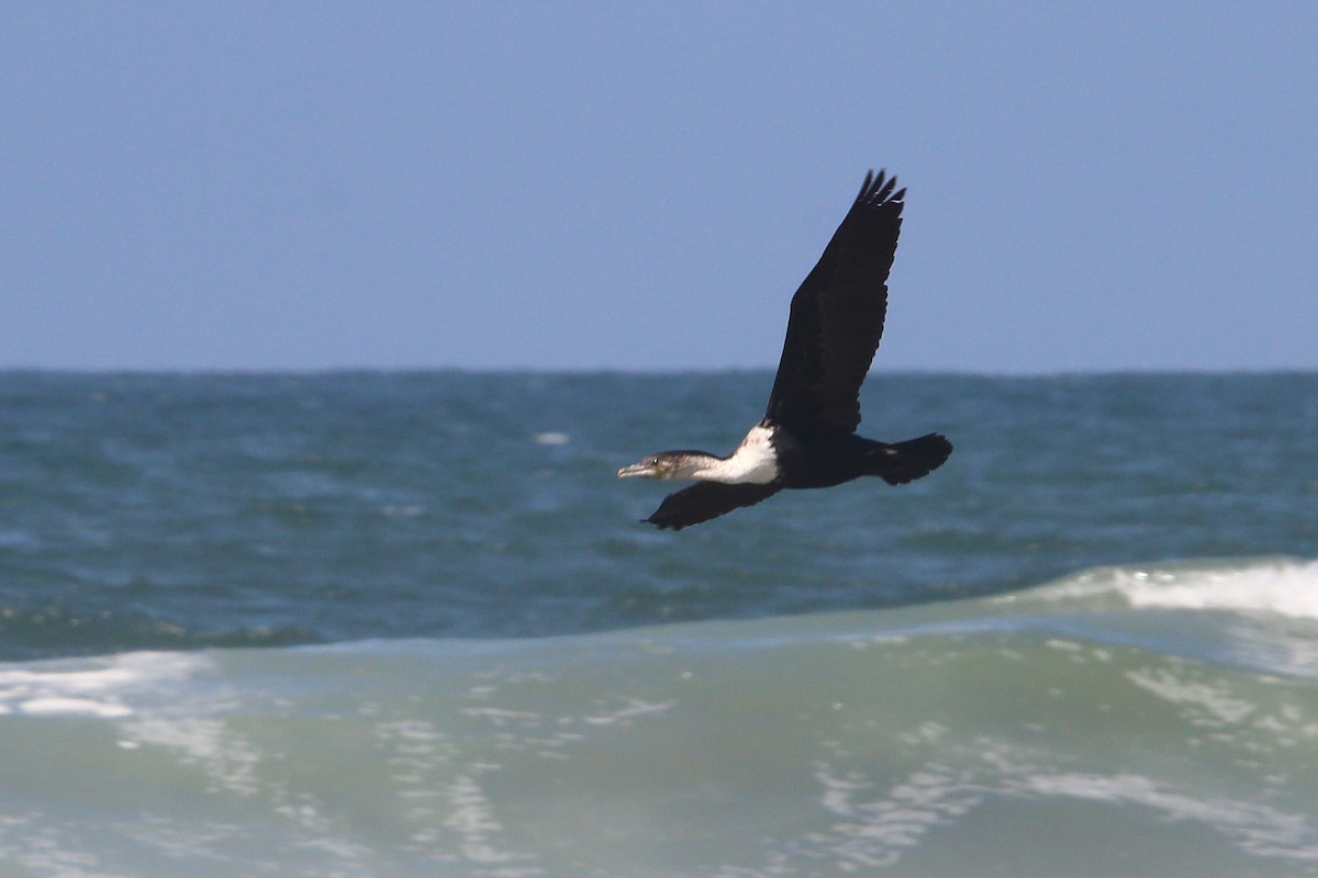 Great Cormorant - ML646833992