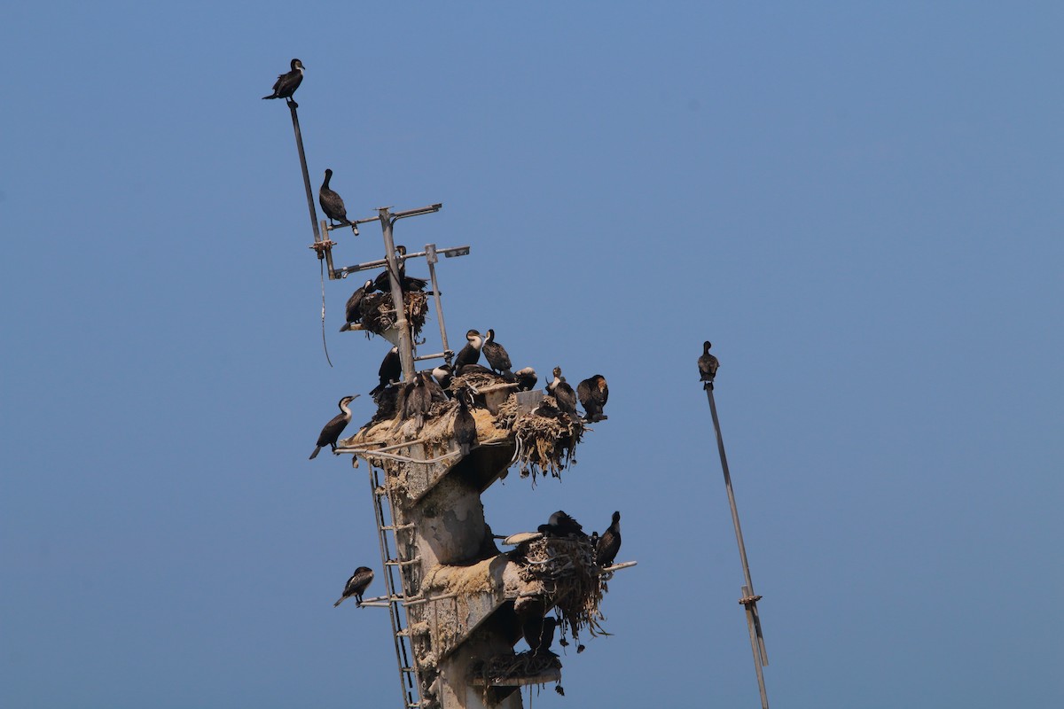 Great Cormorant - ML646833993