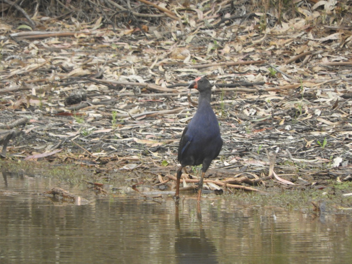 Australasian Swamphen - ML646833995