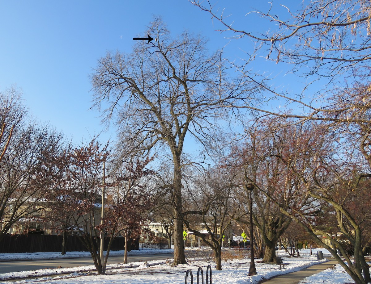 Cooper's Hawk - ML646833996
