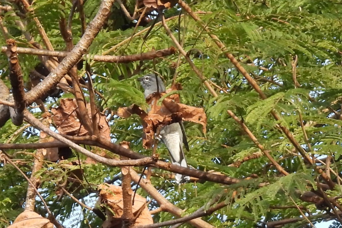 Black-winged Cuckooshrike - ML646833997