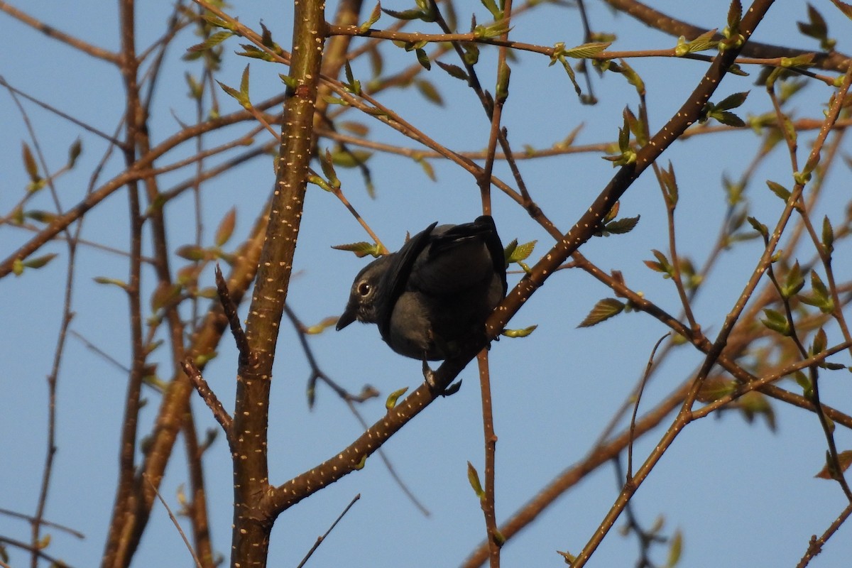 Black-winged Cuckooshrike - ML646833998