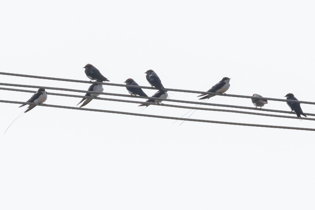 Wire-tailed Swallow - ML646833999