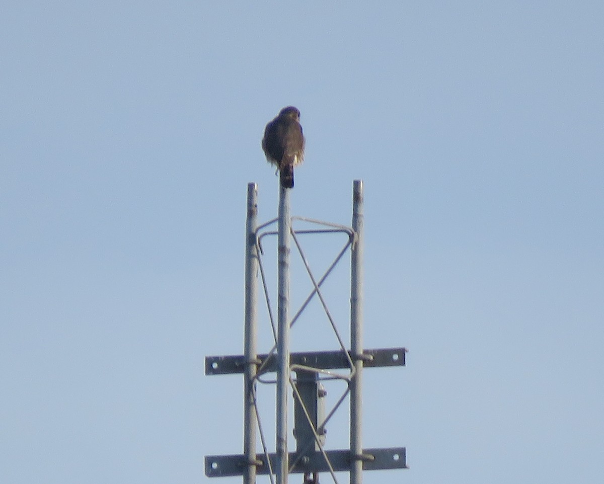 Belatz txikia - ML646834000