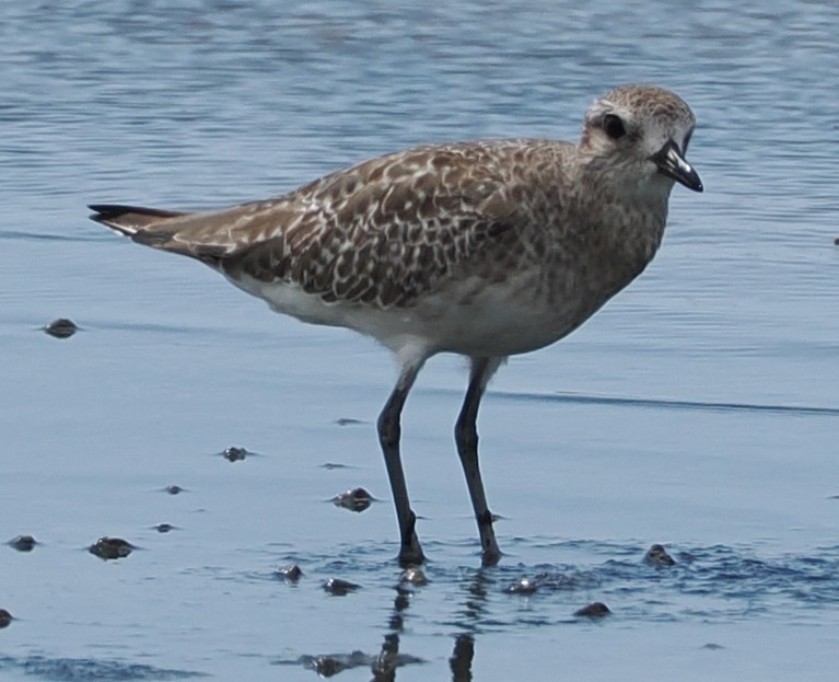 Black-bellied Plover - ML646834002