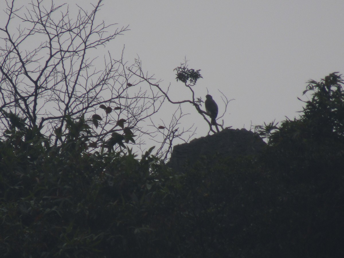 Crested Goshawk - ML646834003