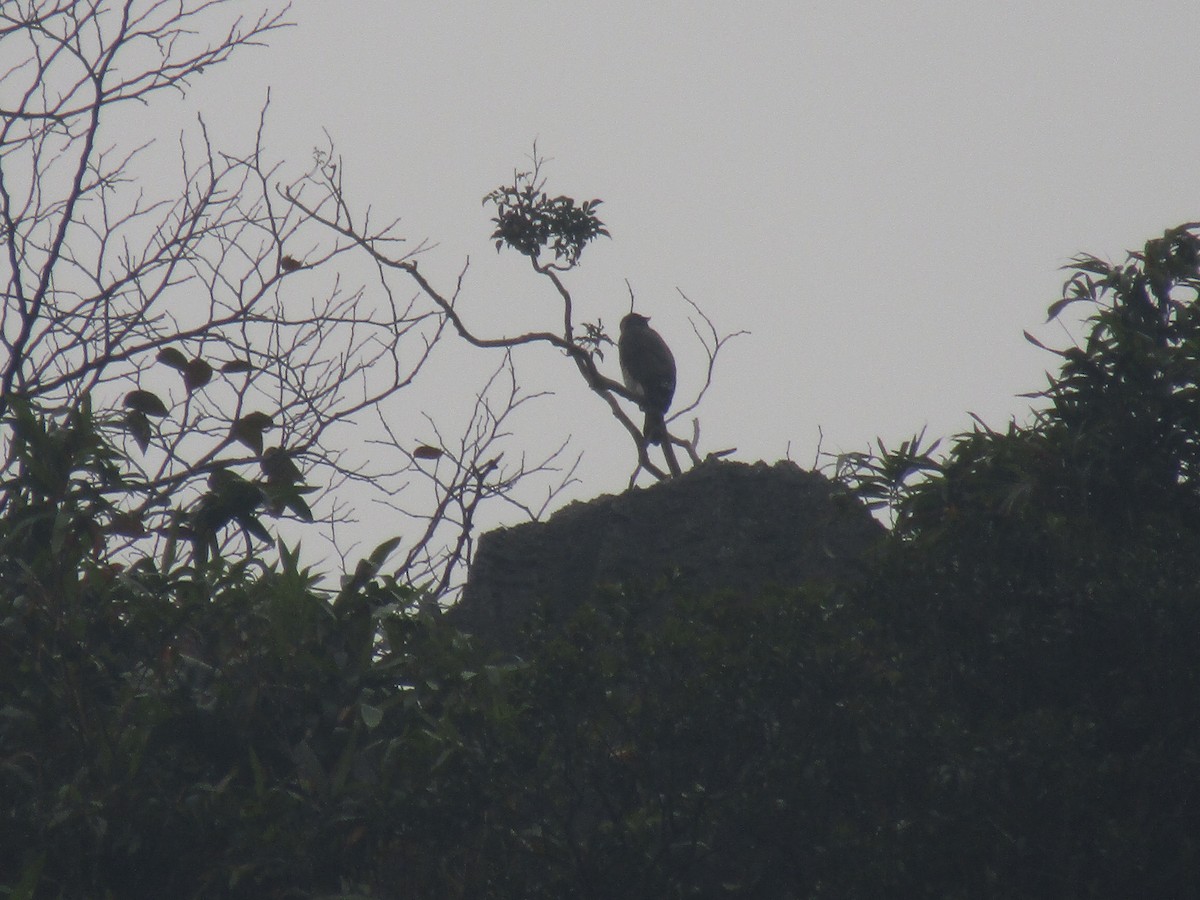 Crested Goshawk - ML646834004
