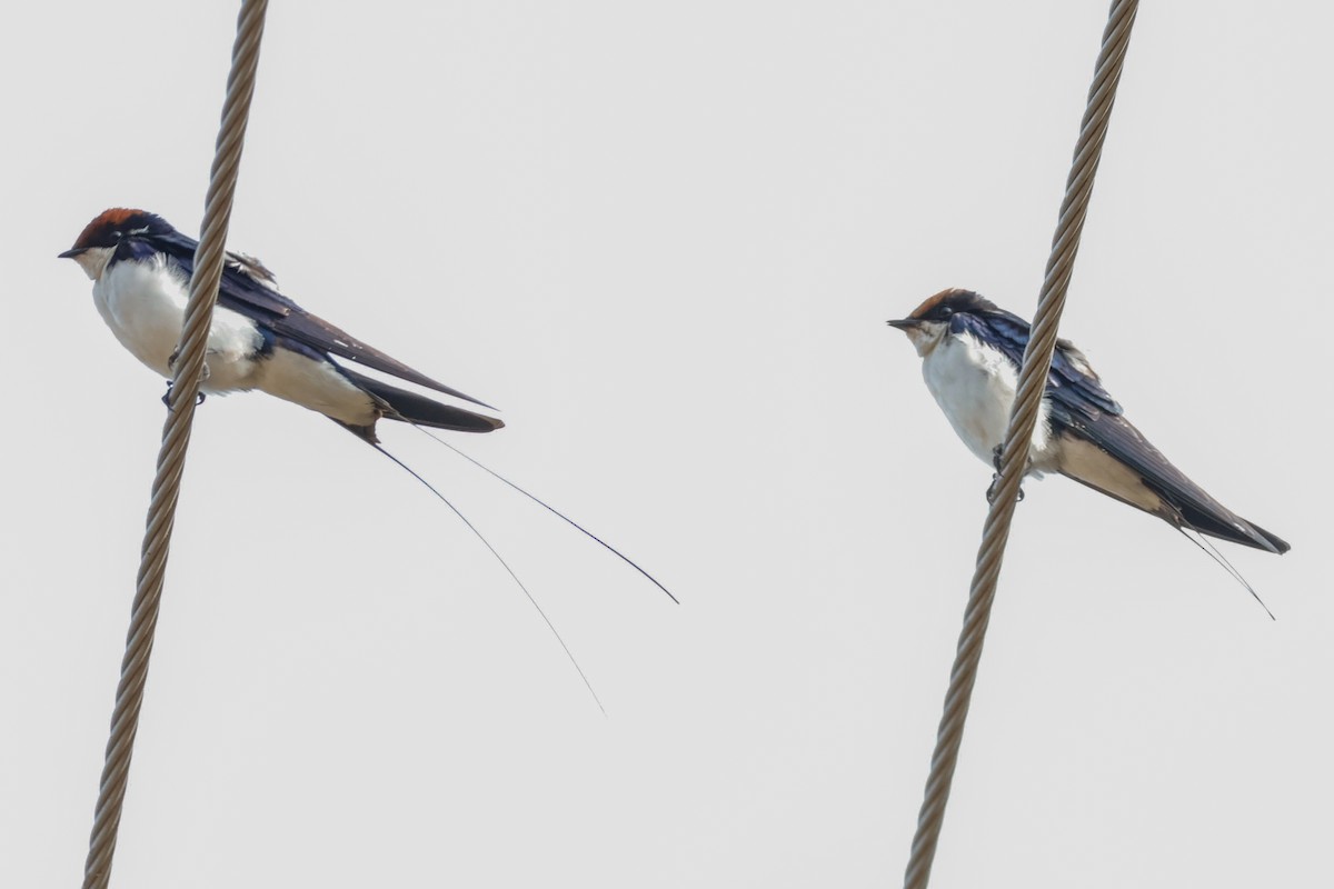 Wire-tailed Swallow - ML646834006