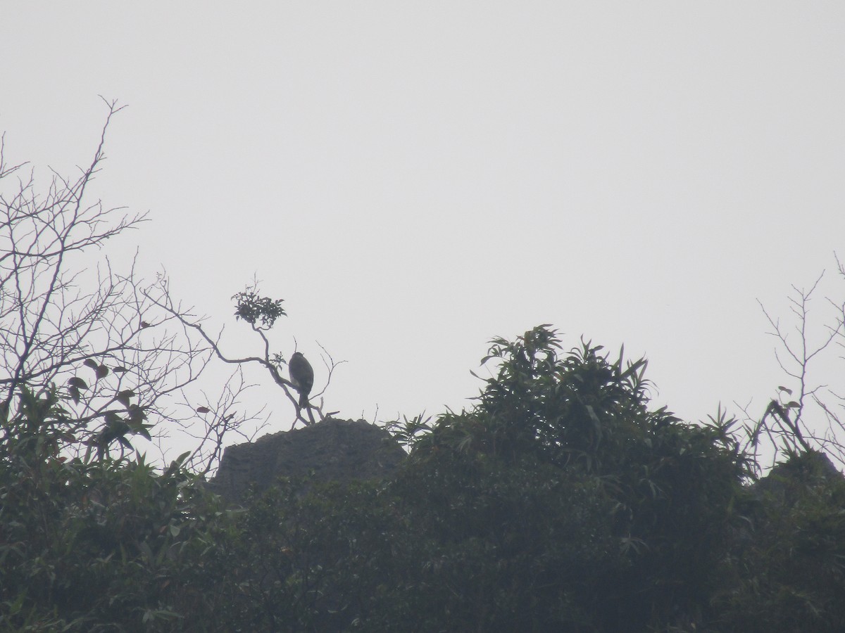 Crested Goshawk - ML646834007
