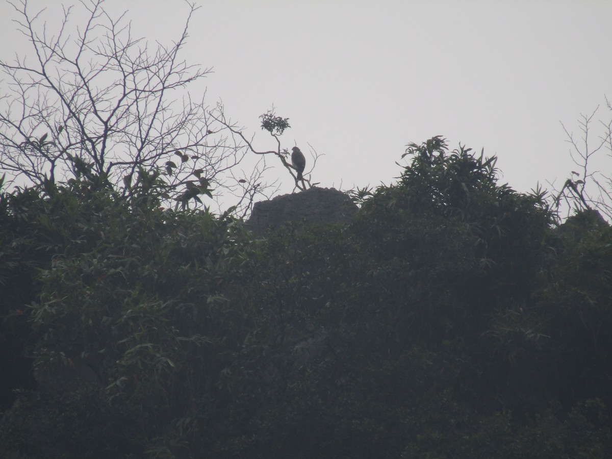 Crested Goshawk - ML646834009