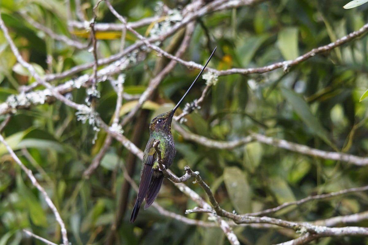 ヤリハシハチドリ - ML646834010