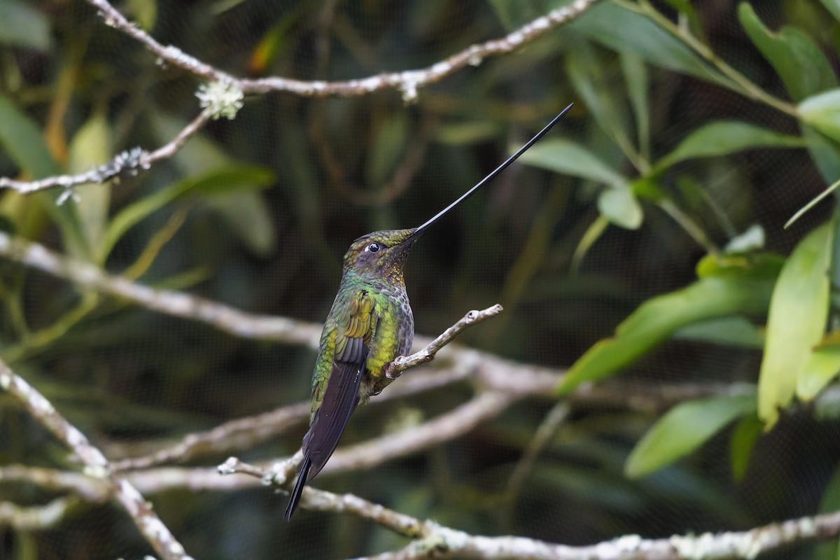 ヤリハシハチドリ - ML646834011