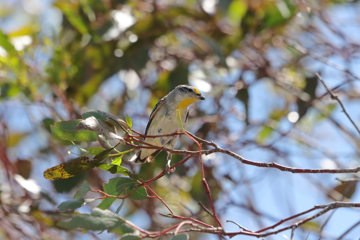 Streifenpanthervogel - ML646834012