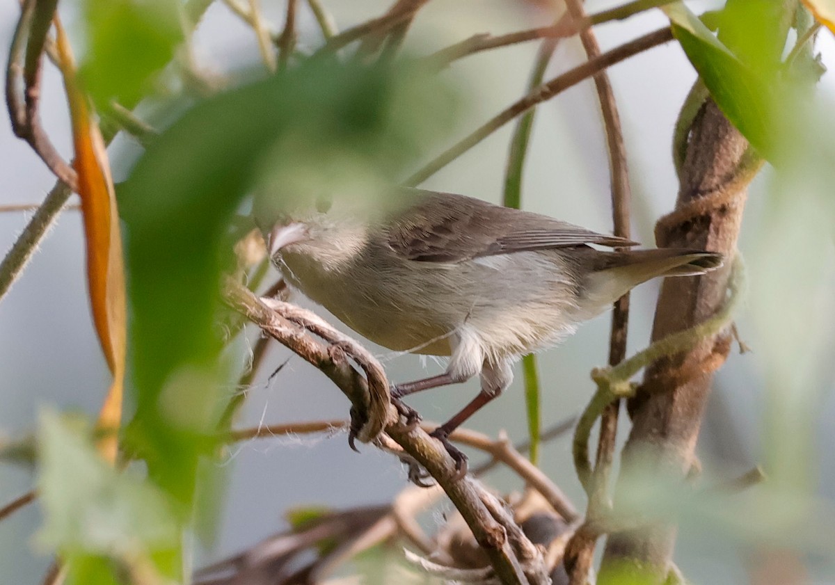 Pale-billed Flowerpecker - ML646834014