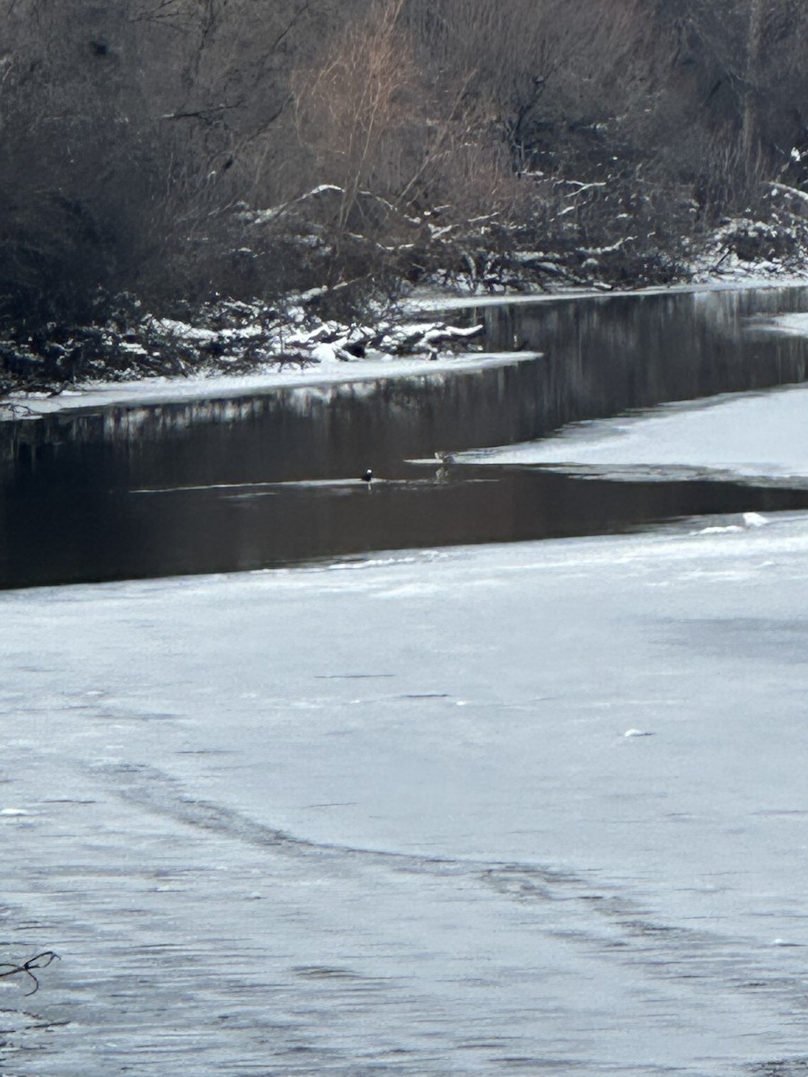 Капюшоновый крохаль - ML646834016