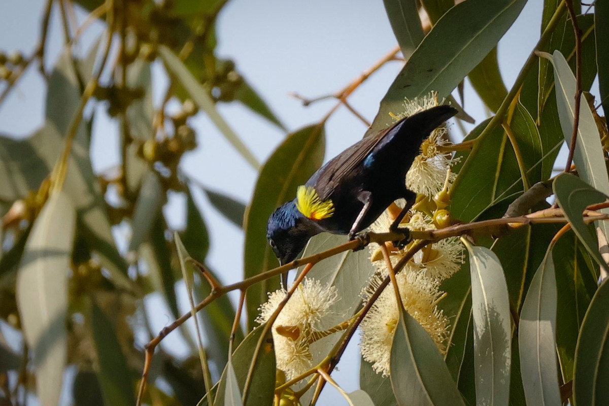 Purple Sunbird - ML646834018