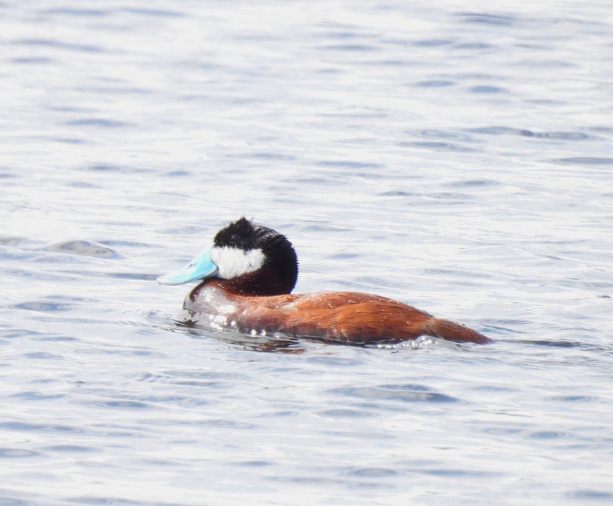 アカオタテガモ - ML646834019