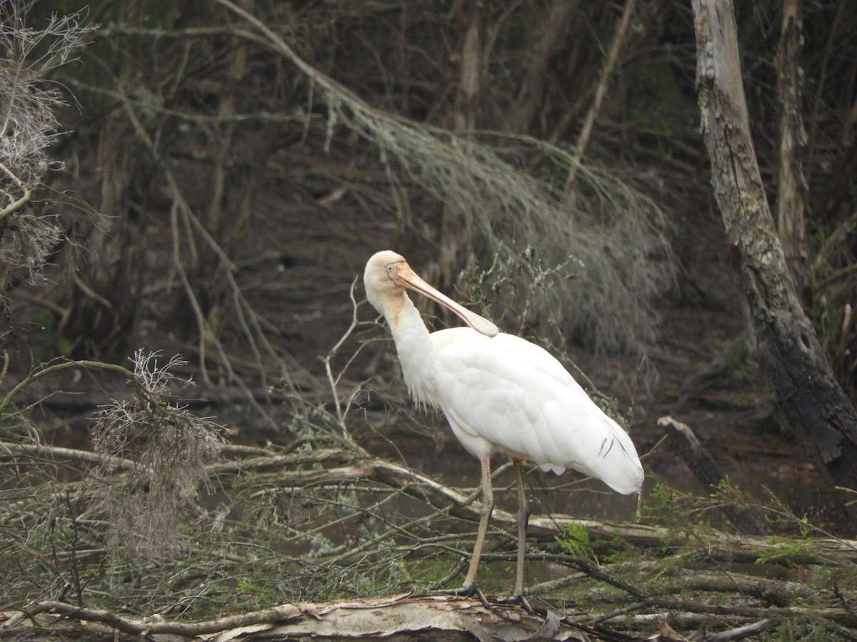 Yellow-billed Spoonbill - ML646834022