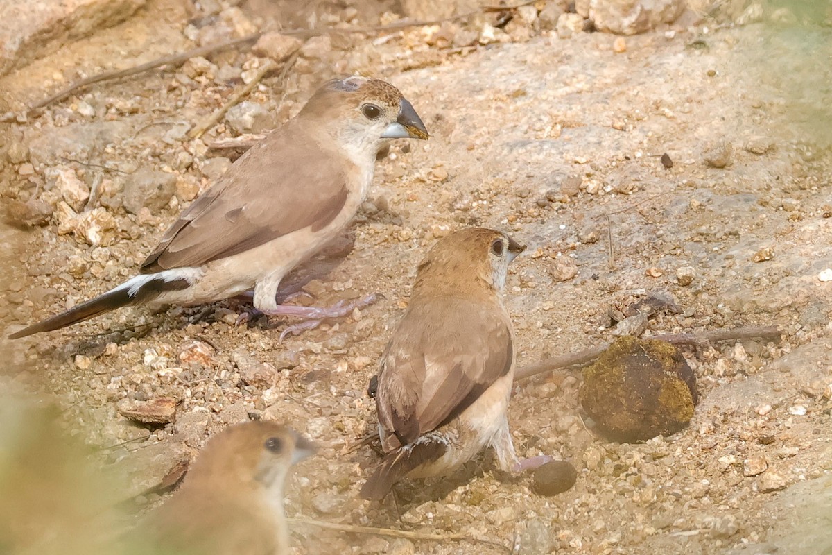 Indian Silverbill - ML646834026