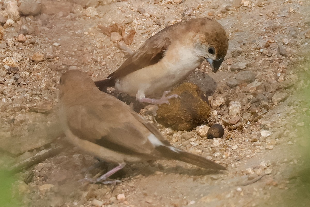 Indian Silverbill - ML646834027