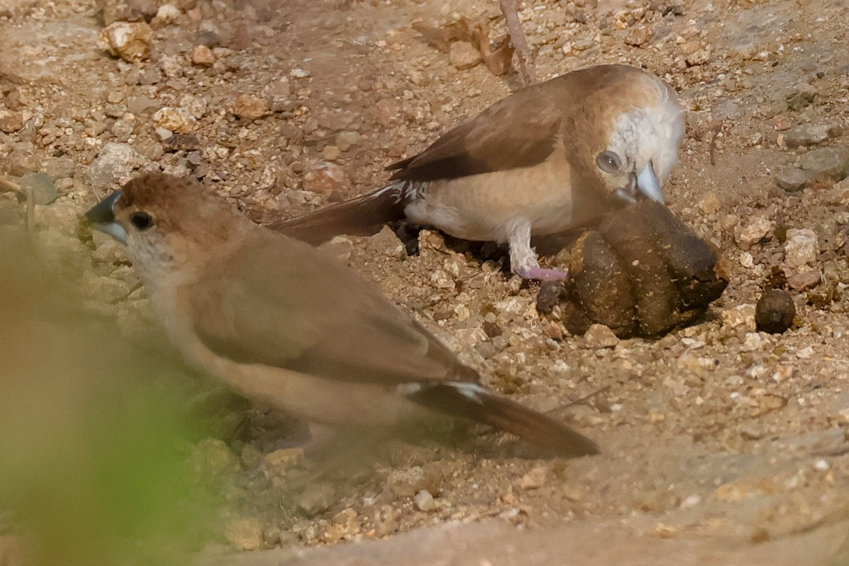 Indian Silverbill - ML646834028