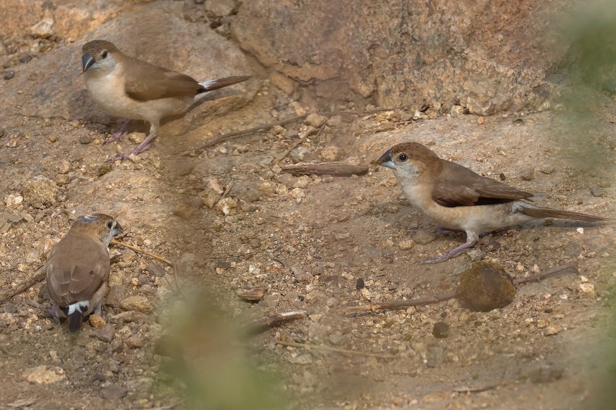 Indian Silverbill - ML646834029