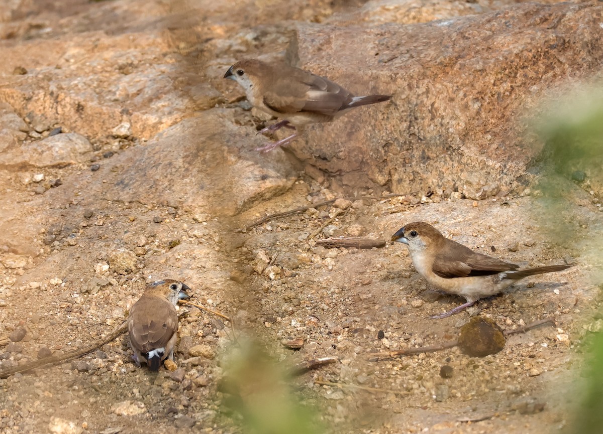 Indian Silverbill - ML646834030