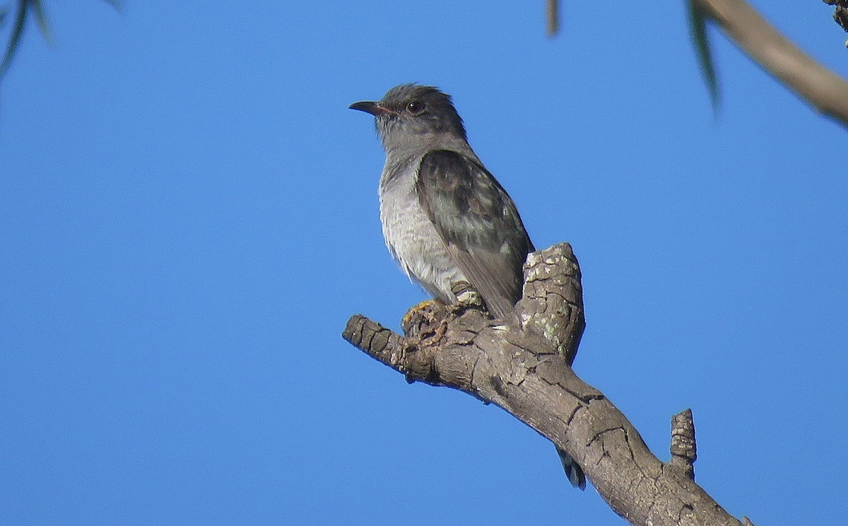 Coucou à tête grise - ML646834031