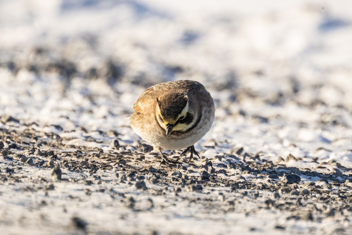 Horned Lark - ML646834033