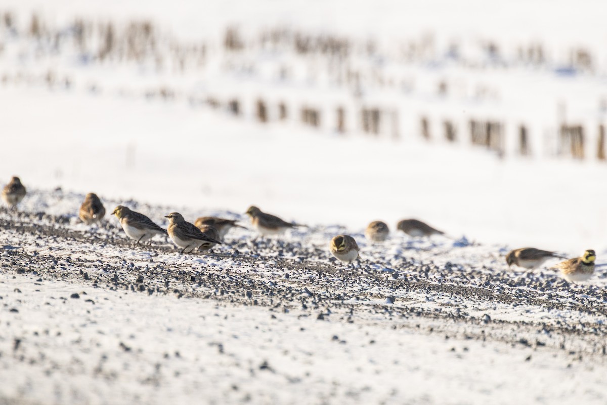 Horned Lark - ML646834035