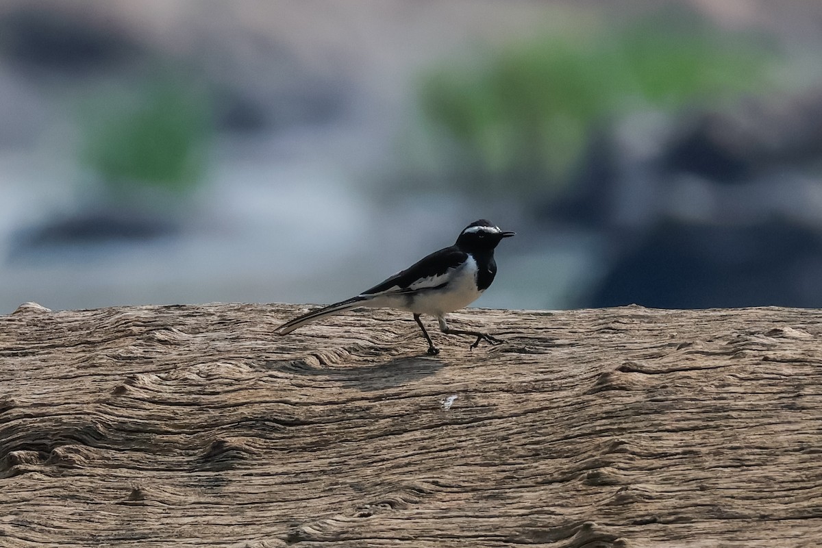 konipas indický - ML646834037